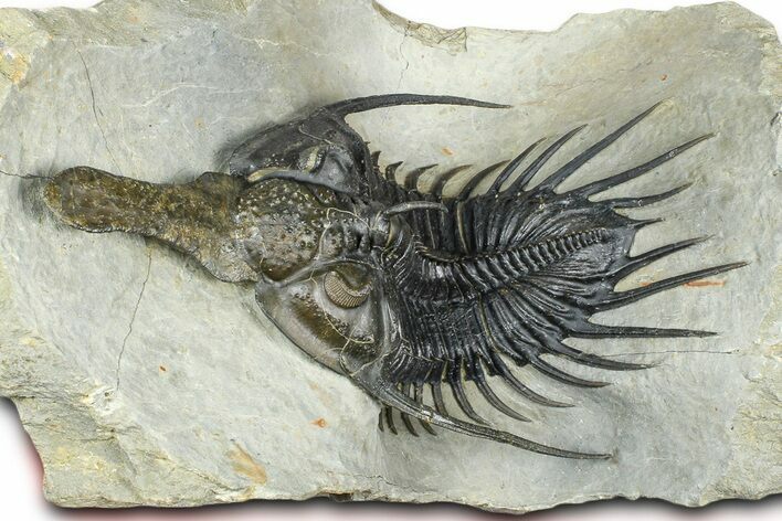 Spiny Psychopyge Trilobite - Huge For Species #362821